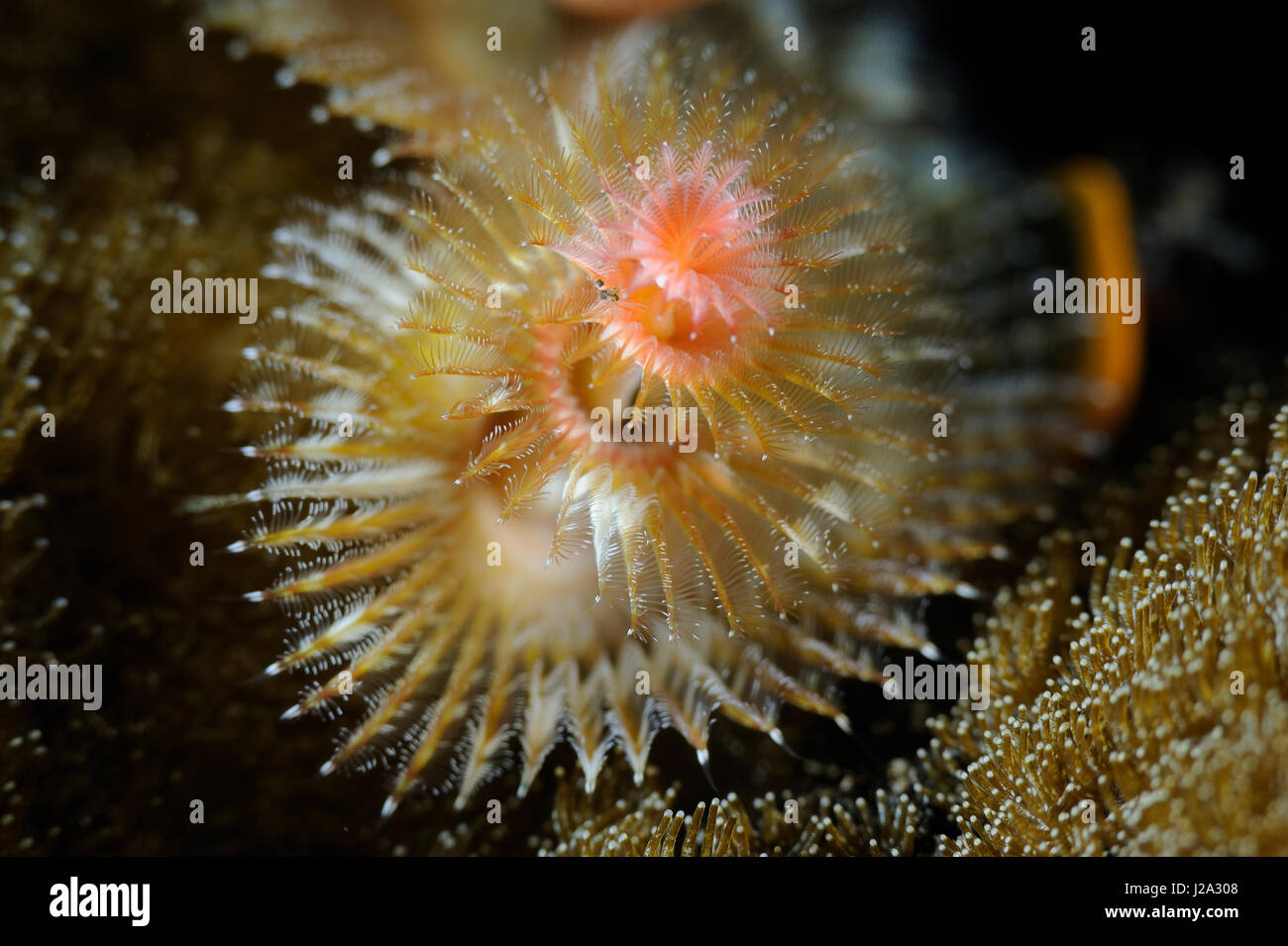 Tube worms hi-res stock photography and images - Alamy