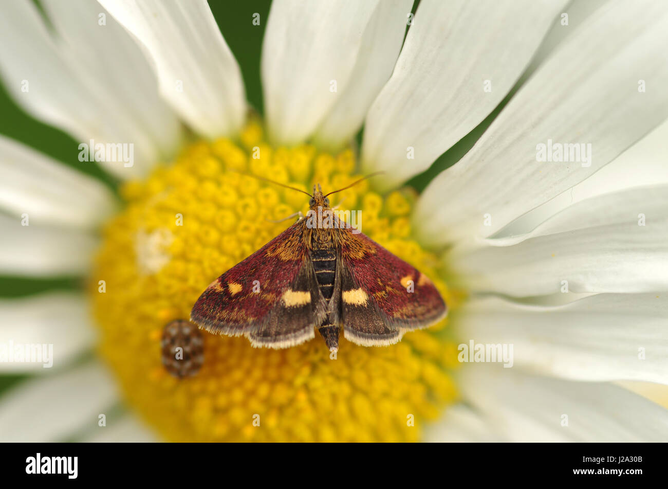 Mint moth on x-eye Daisy Stock Photo