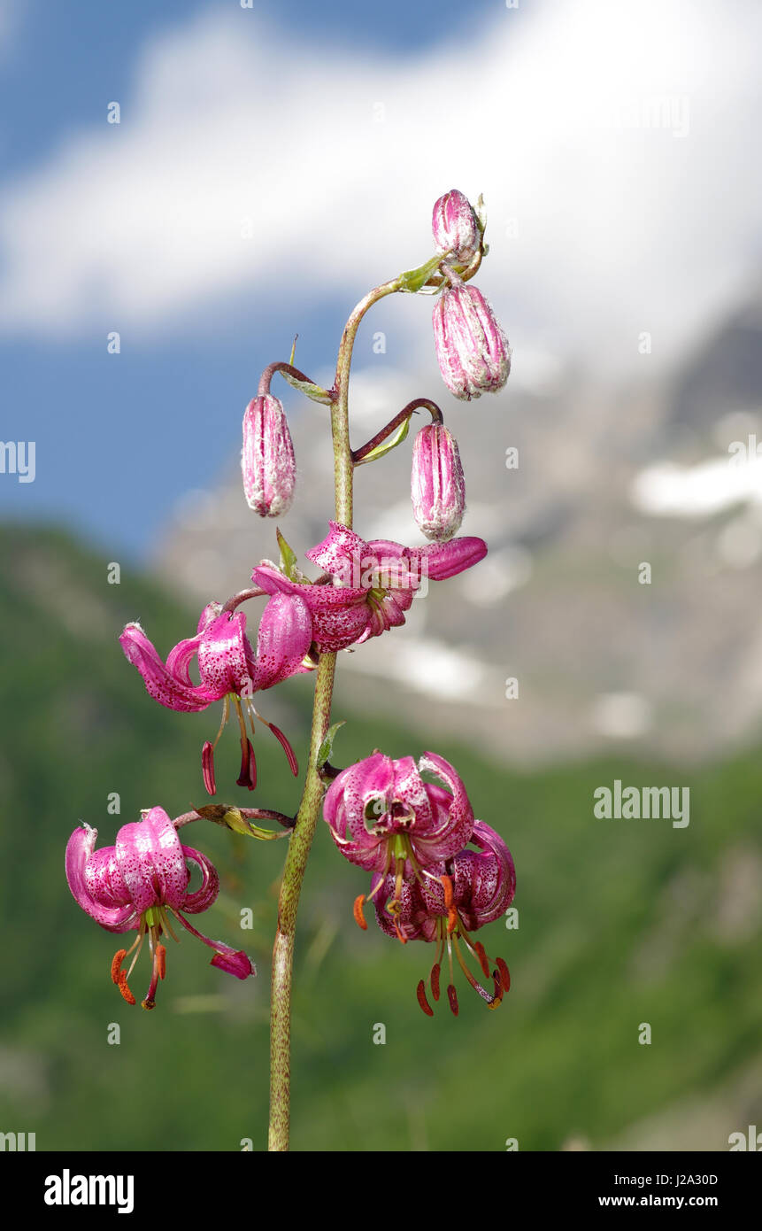 Flowering of Martagon of Turk's cap lily Stock Photo