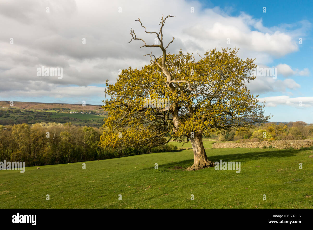 Dramatic old oak tree in spring sunshine, Askwith, West Yorkshire, UK Stock Photo