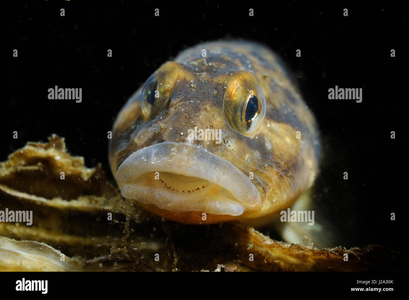 The Viviparous Eelpout (Zoarces viviparus) is notable for giving birth to live larvae Stock Photo