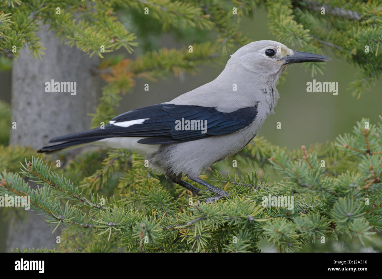 Clarks crow hi-res stock photography and images - Alamy