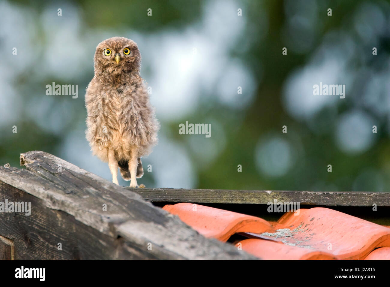 Vigilant juvenile little owl on the roof of a ruinous barn Stock Photo