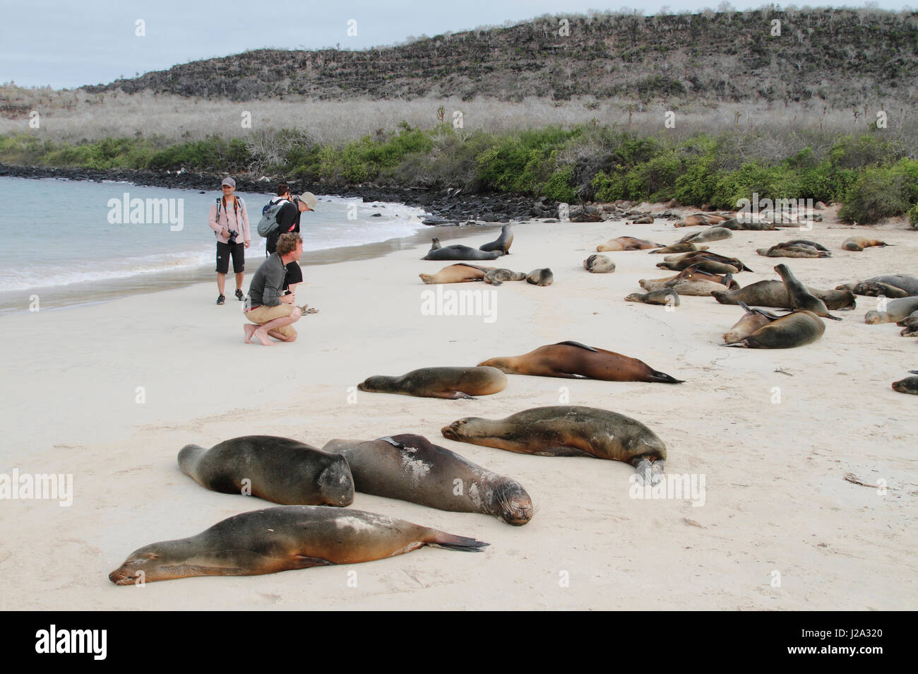Eco-tourists looking at Galapagos sea lions resting at the beach of Santa Fe Stock Photo