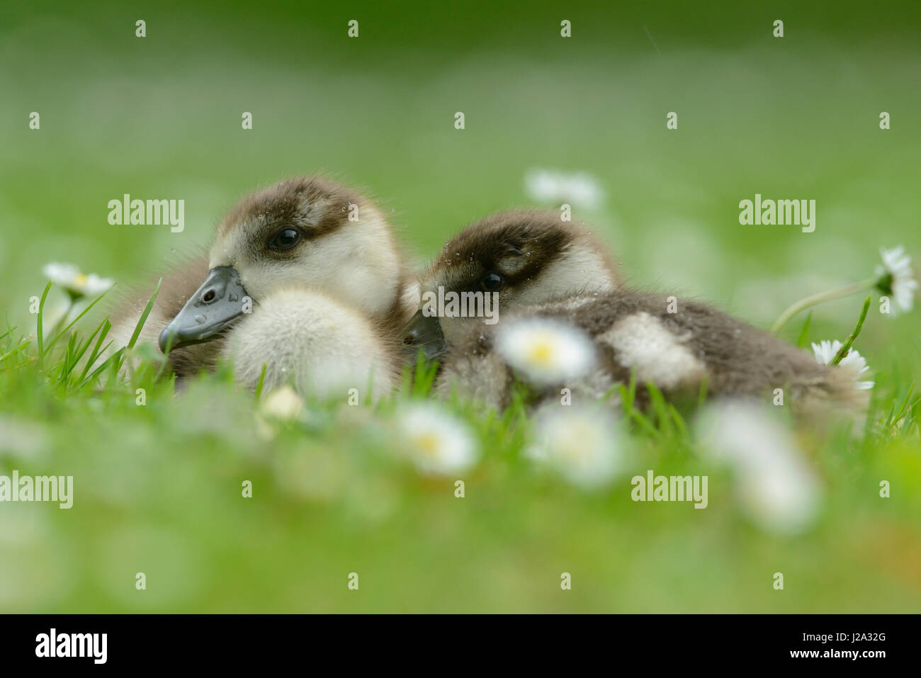 Young egyptian geese Stock Photo