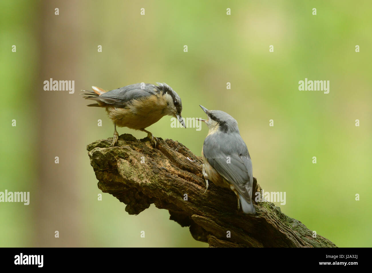 Nuthatch with youngster Stock Photo