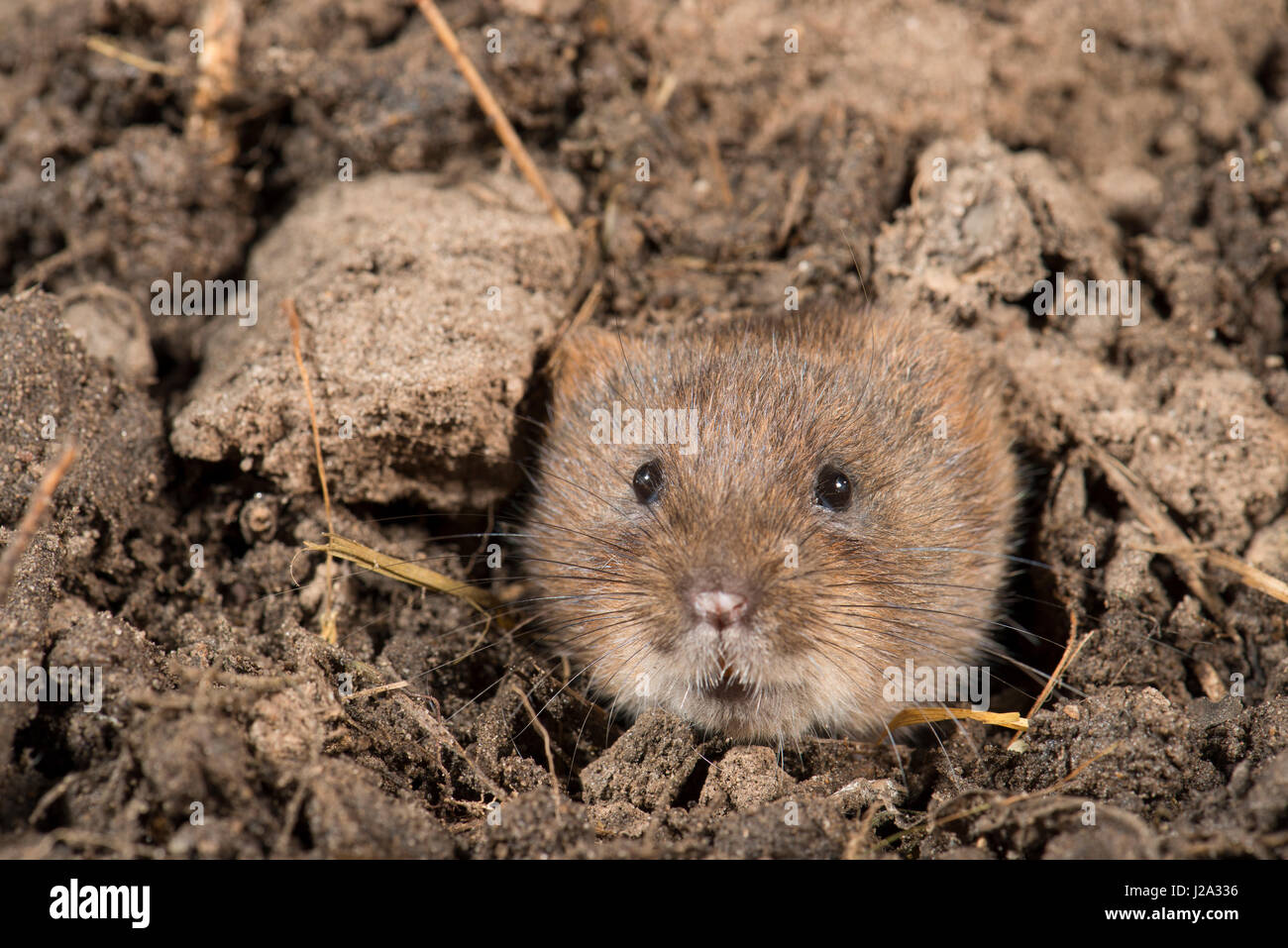 Burrowing montane water vole Stock Photo