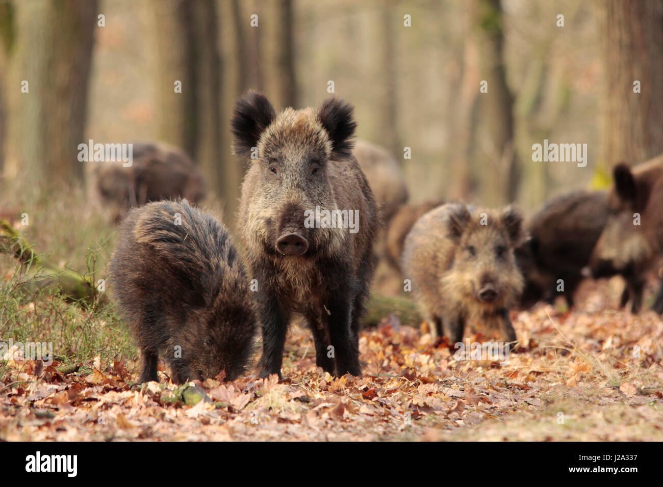 Wild boars (Sus scrofa) in an oak forest at winter. Stock Photo