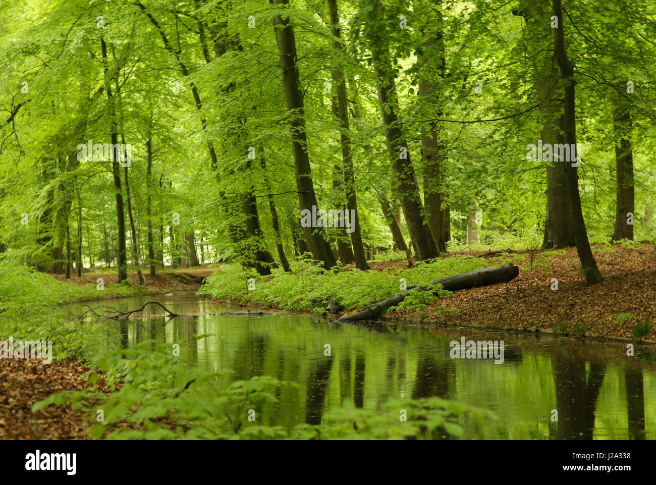 Fresh green beech forest next to a brook at spring. Stock Photo