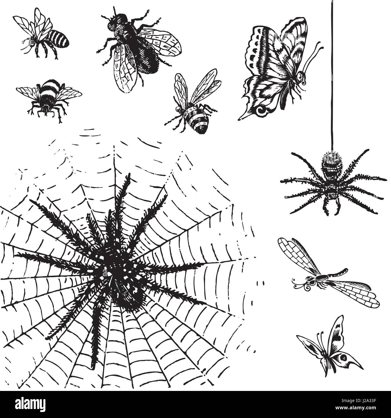 Set of antique insects engravings (vector) Stock Vector