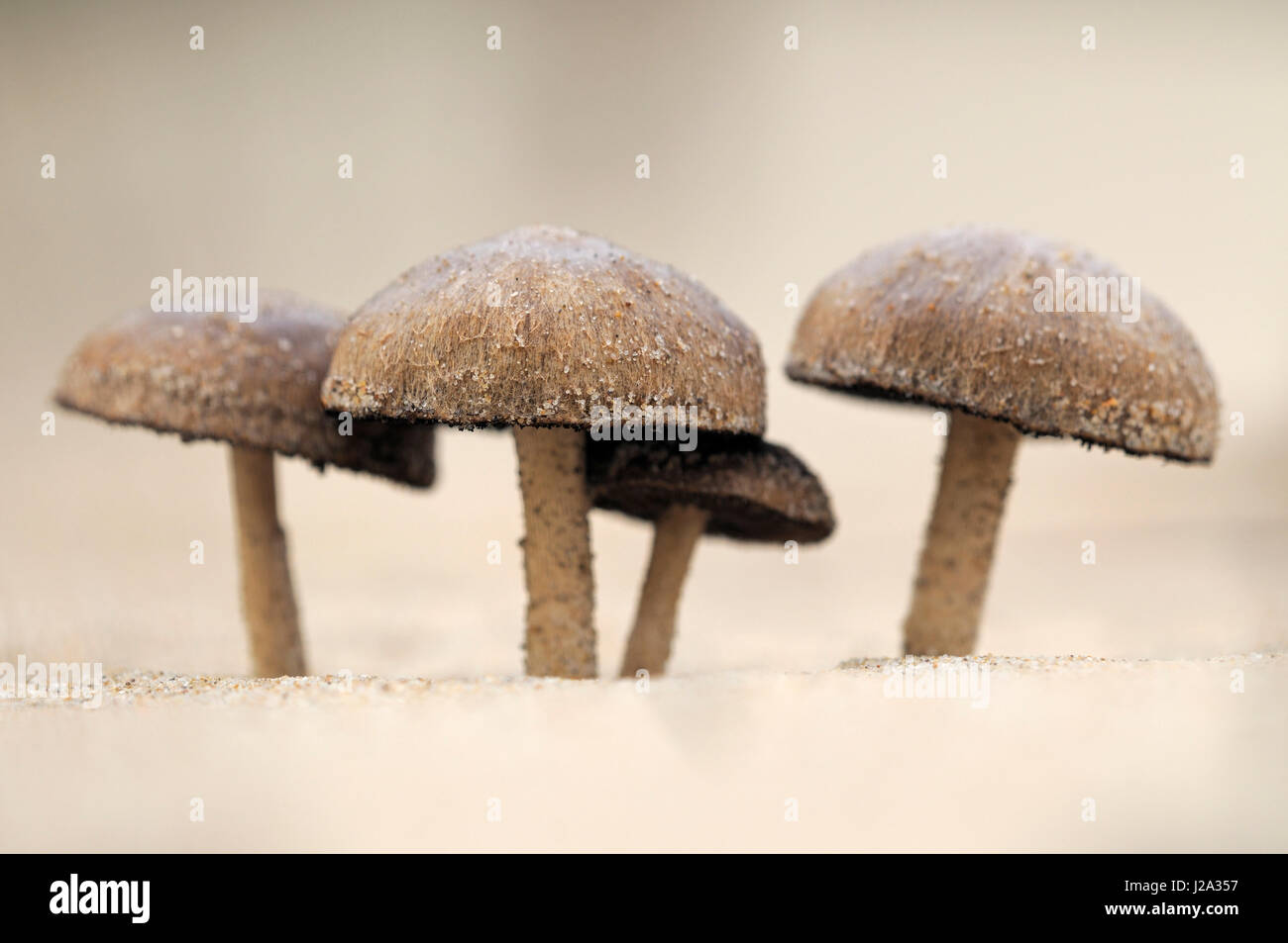 Four mushroom of Dune brittlestem in sand dunes of Kennemerstrand Stock Photo
