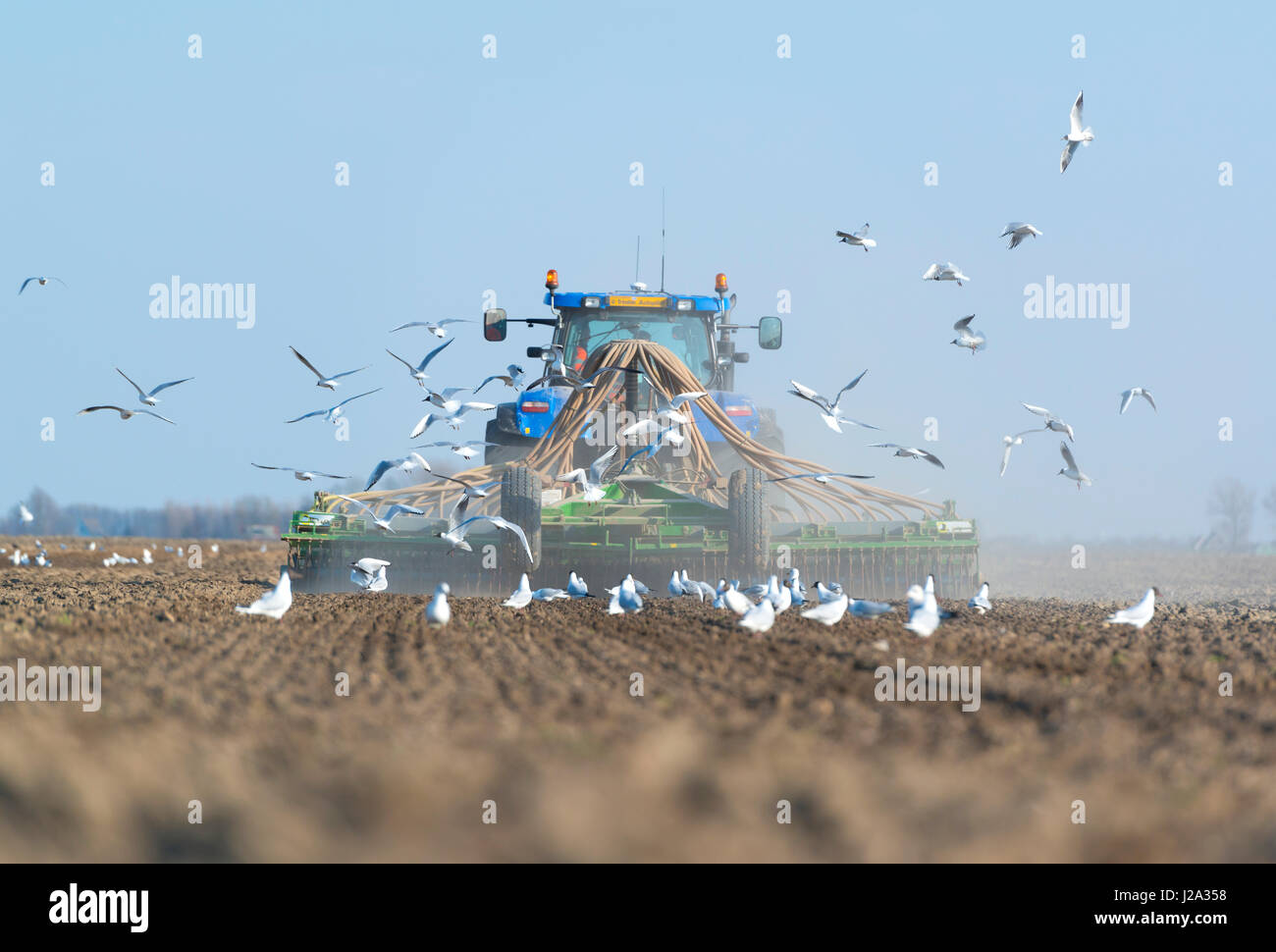 gulls following a tractor preparing land with a tractor powered cultivator before sowing or drilling sugarbeets Stock Photo