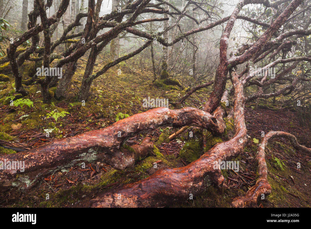 Primeval forest in west Sichuan Stock Photo