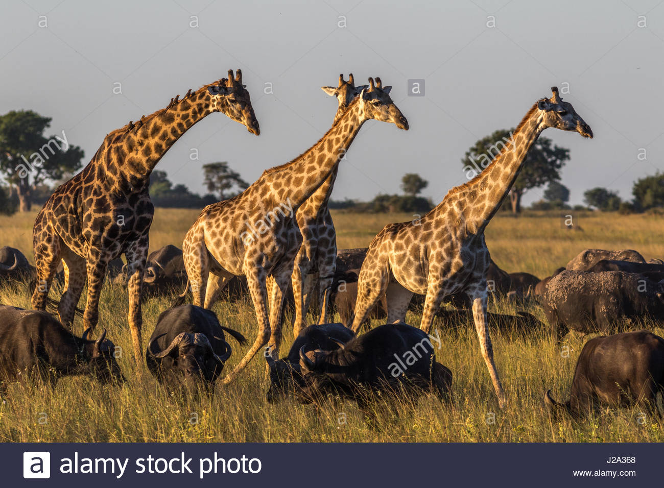 Four Giraffe walk through a herd of grazing Buffalo as the sun sets along the Chobe River, Botswana. Stock Photo