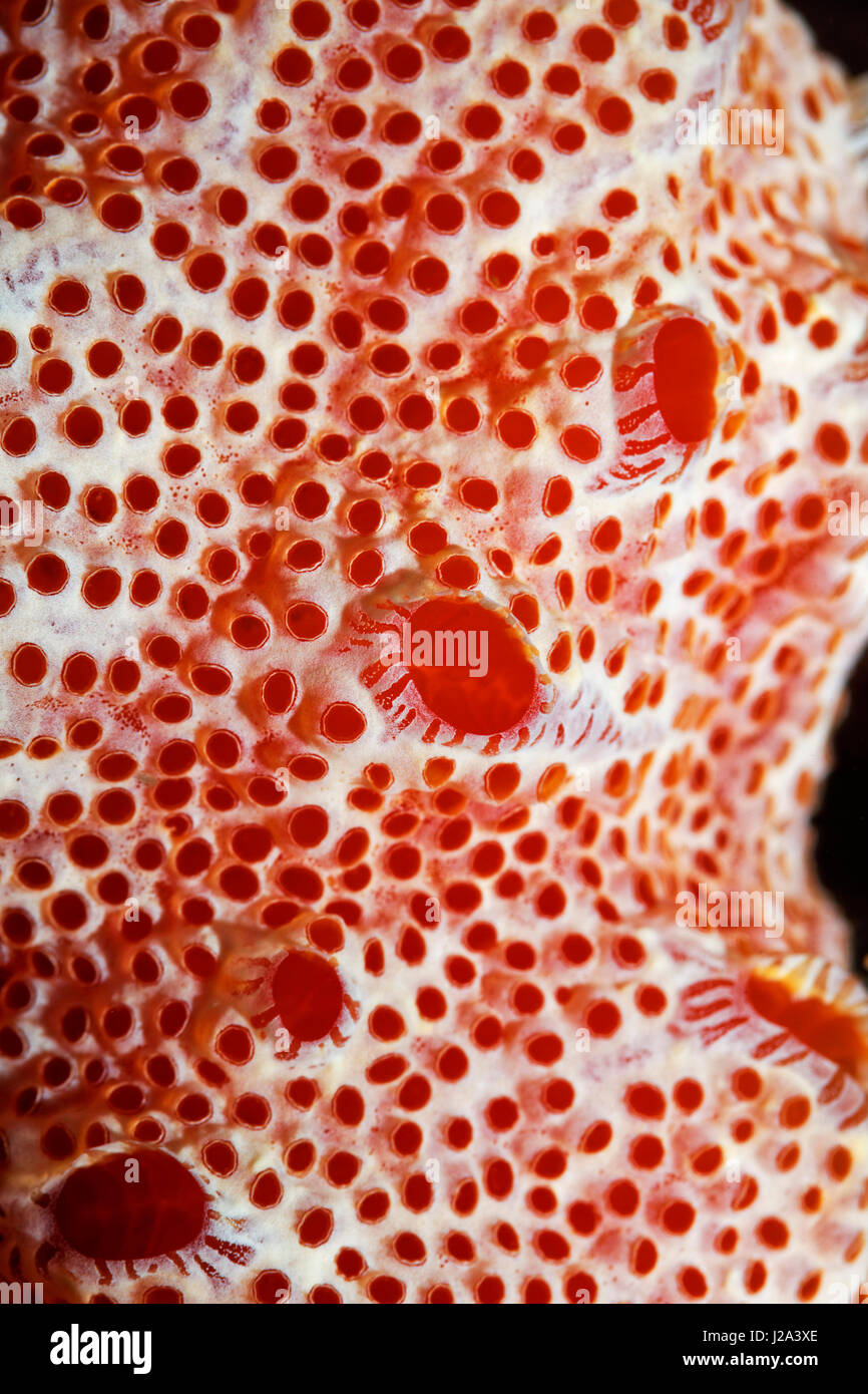The sea-strawberry from Krk island, Croatia Stock Photo
