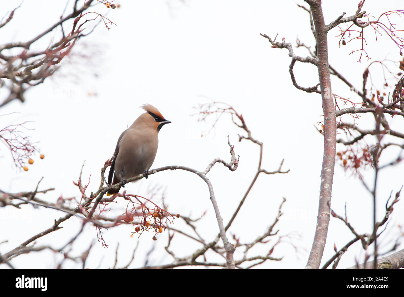 Waxwing  adult standing in tree  Winter  Powys, Wales, UK Stock Photo