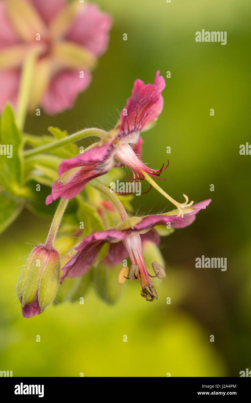 Clse up of the delicate pink flowers of the dusky cranesbill variety, Geranium phaeum 'Rose Madder' Stock Photo