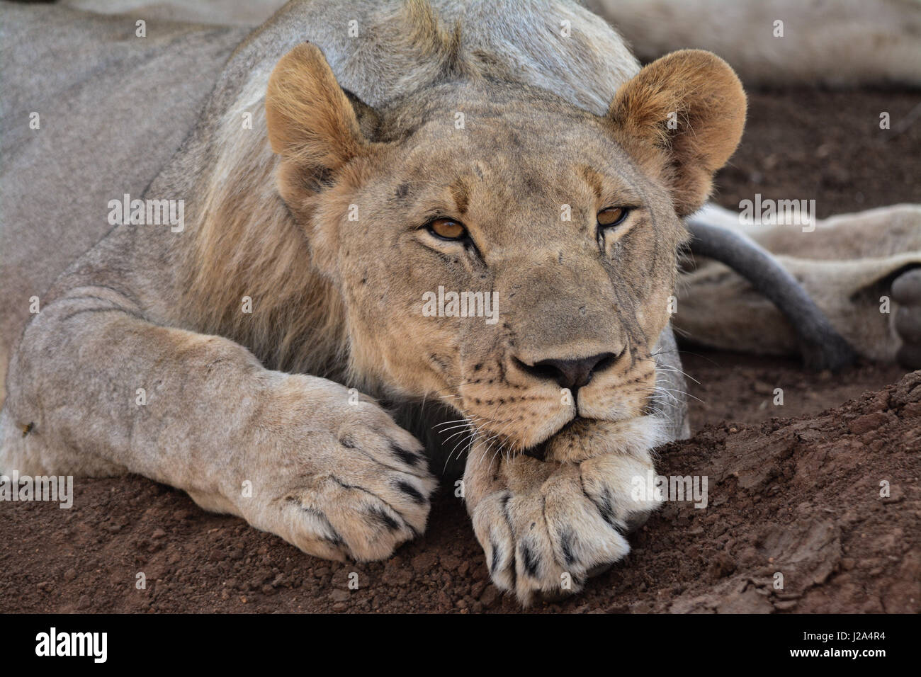 Lion Resting in Pilanesberg National Park, South Africa Stock Photo