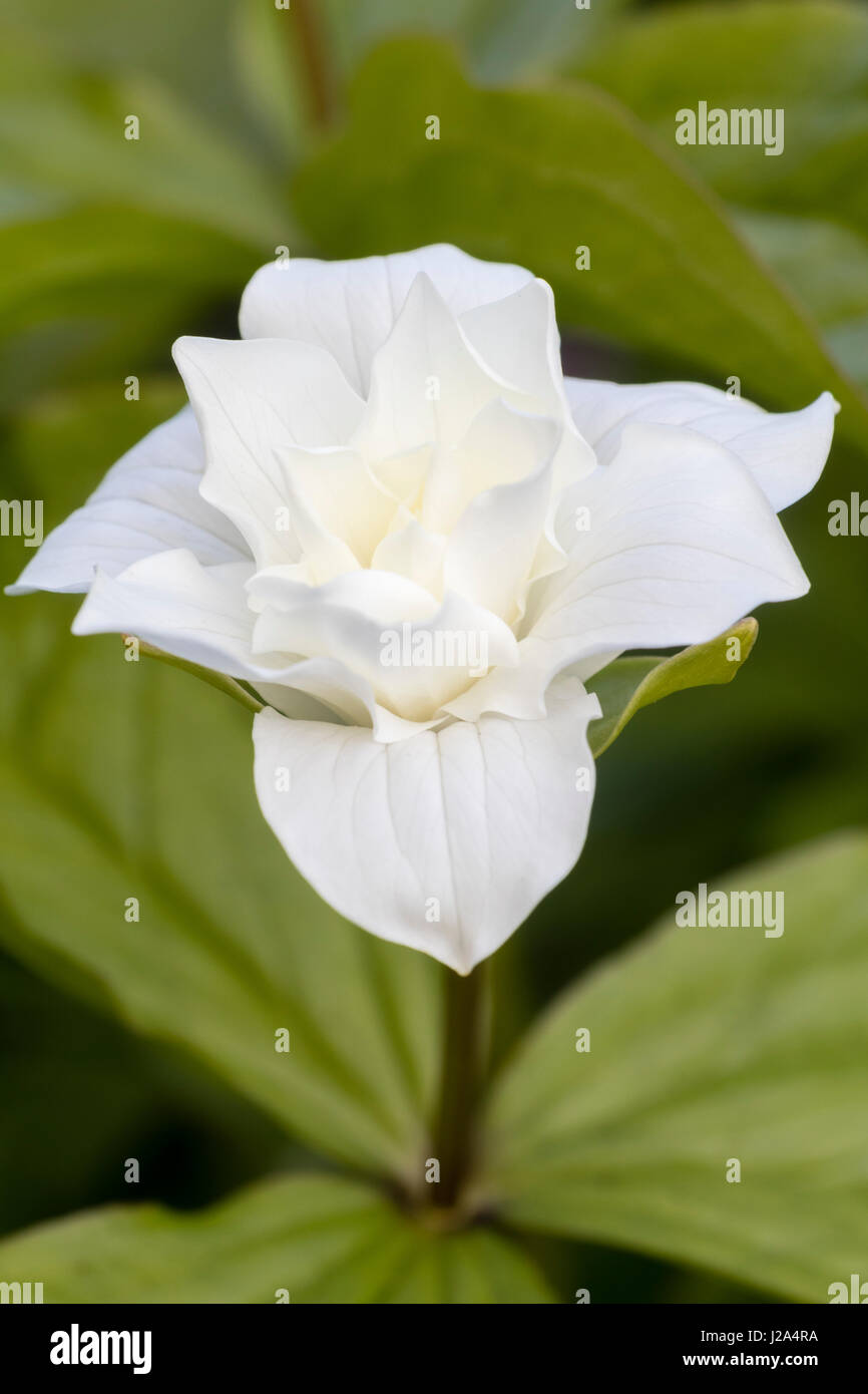 White bloom of the double flowered spring woodlander, Trillium grandiflorum 'Snow Bunting', the wake robin Stock Photo