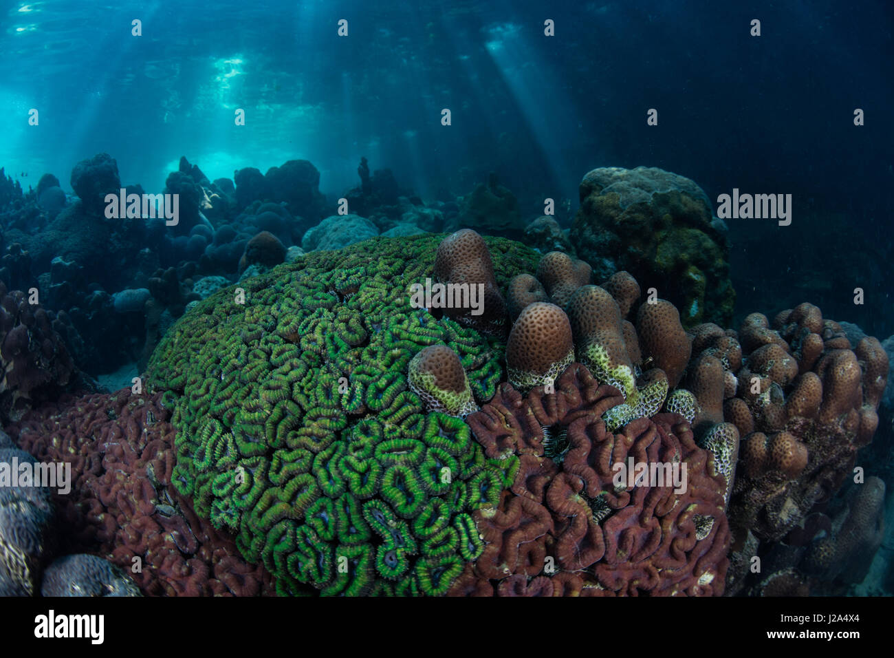 Colorful reef-building corals (Lobophyllia sp.) grow in Palau's inner lagoon. Stock Photo
