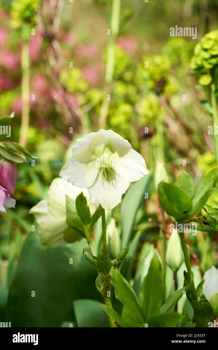 A Christmas Rose (Helleborus niger) growing in an English country garden flowerbed during early spring. Bedfordshire, UK. Stock Photo