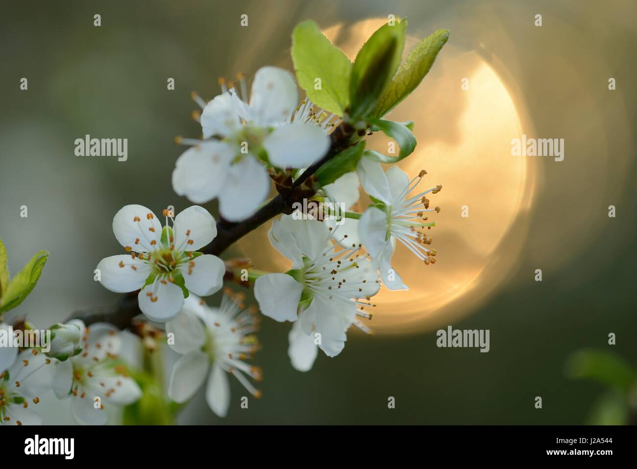 Blossom of a Plumtree in evening light Stock Photo