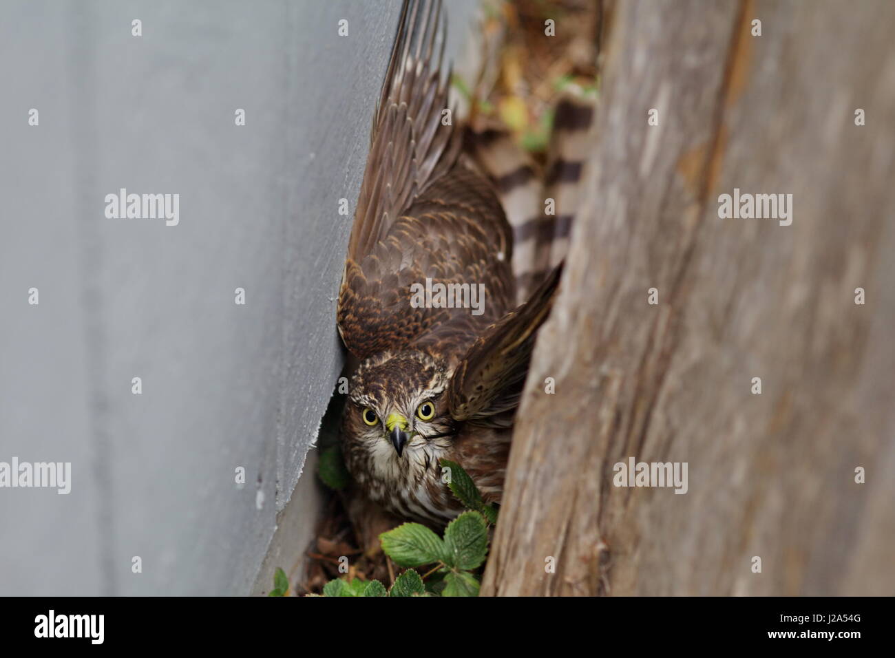 Bird flying into window hires stock photography and images Alamy