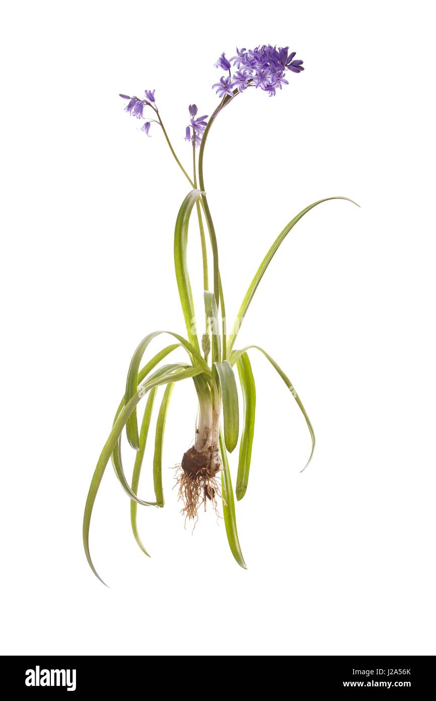 Whole Spanish bluebell with bulb and roots on white background Stock Photo