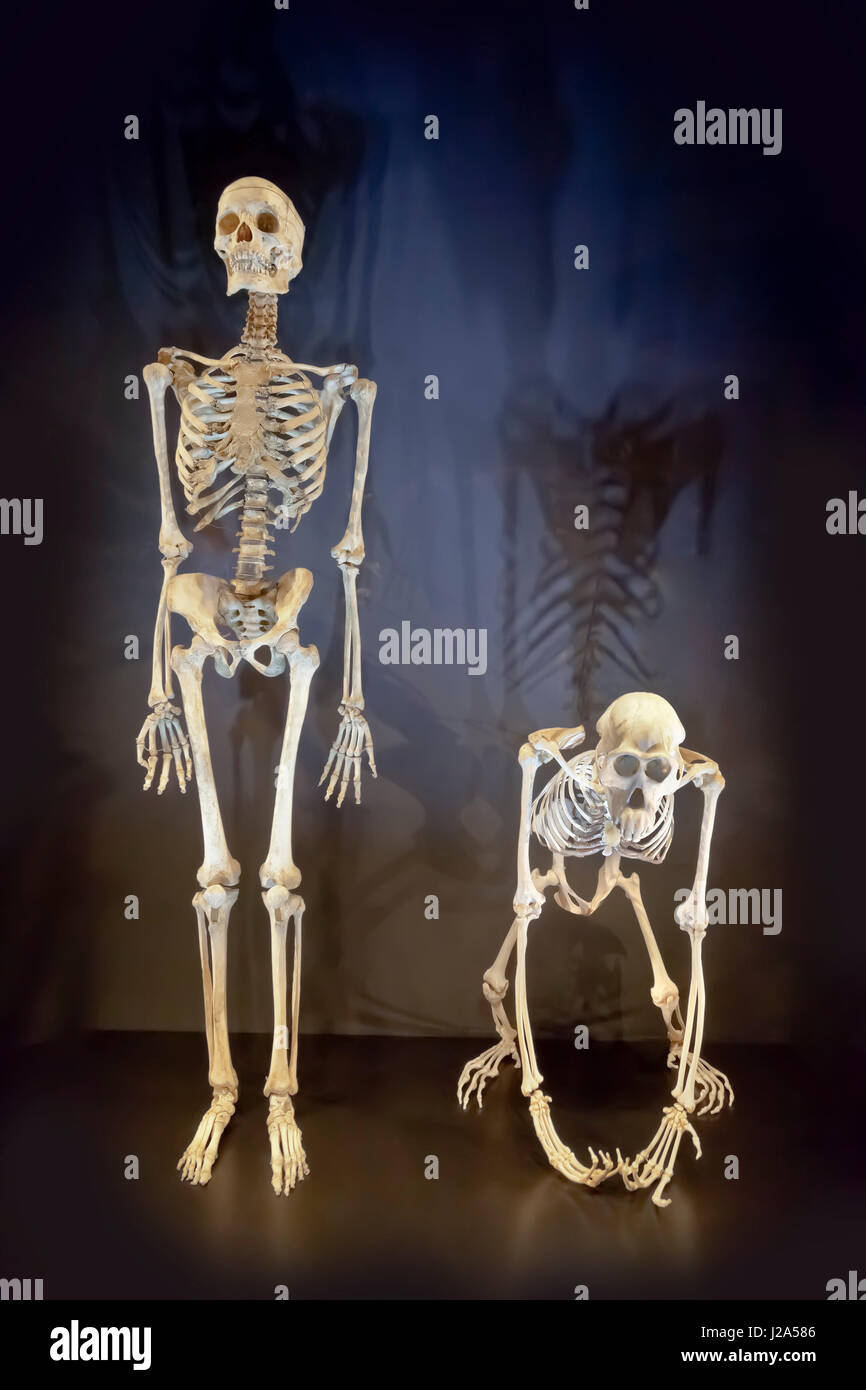 Skeletons of Homo sapien, Human male and an Orang Utan ape, Pongo pygmaeus compared side by side Stock Photo