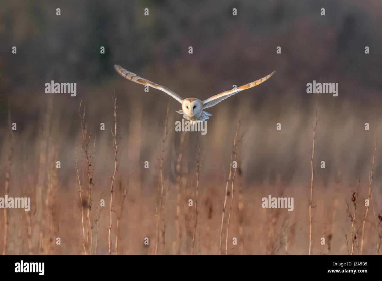 Barn Owl (Tyto alba) hunting over a meadow at sundown Stock Photo