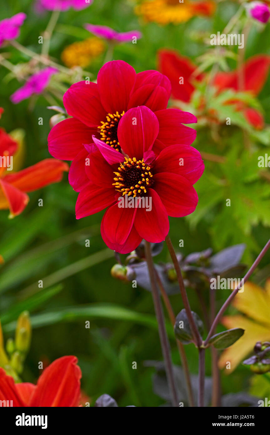 Flowering Dahlia 'Roxy' Stock Photo Alamy
