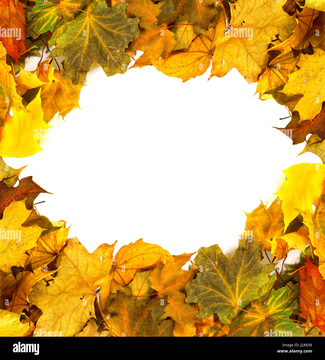 Autumn dried maple-leafs background with copy space Stock Photo - Alamy