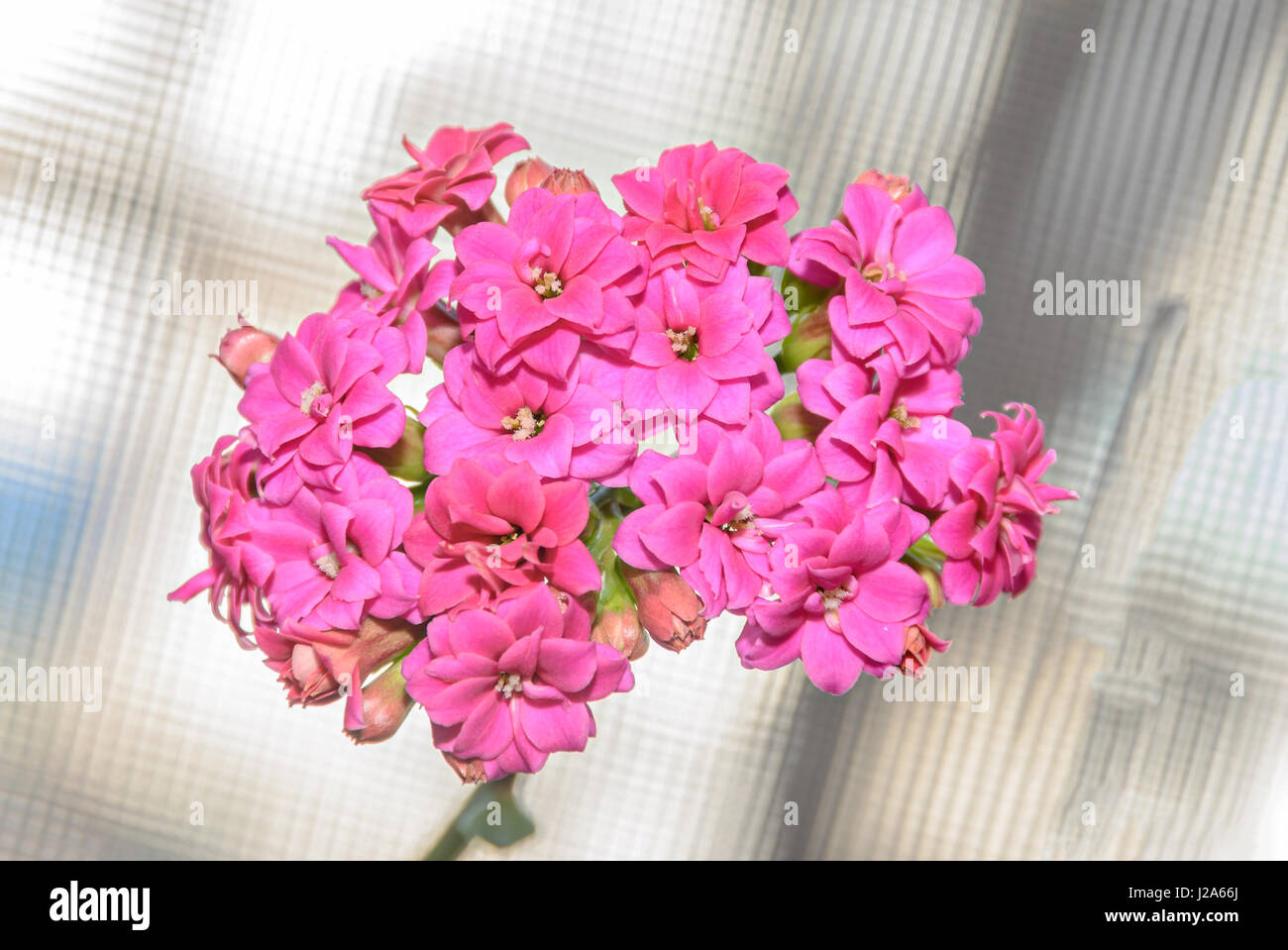 Pink Calandiva flowers, Kalanchoe, family Crassulaceae, close up,  bokeh gradient background. Stock Photo