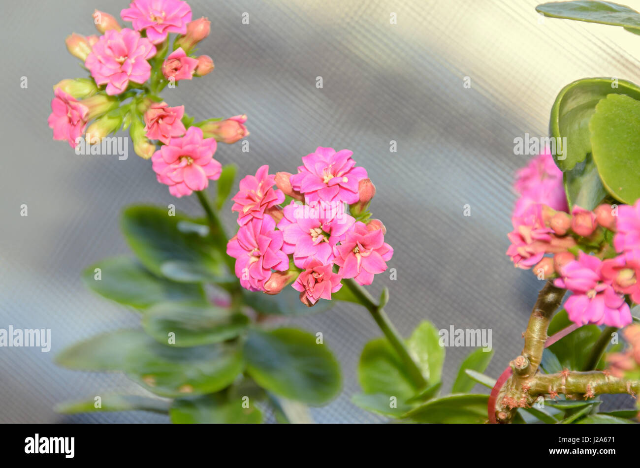 Pink Calandiva flowers, Kalanchoe, family Crassulaceae, close up,  bokeh gradient background. Stock Photo