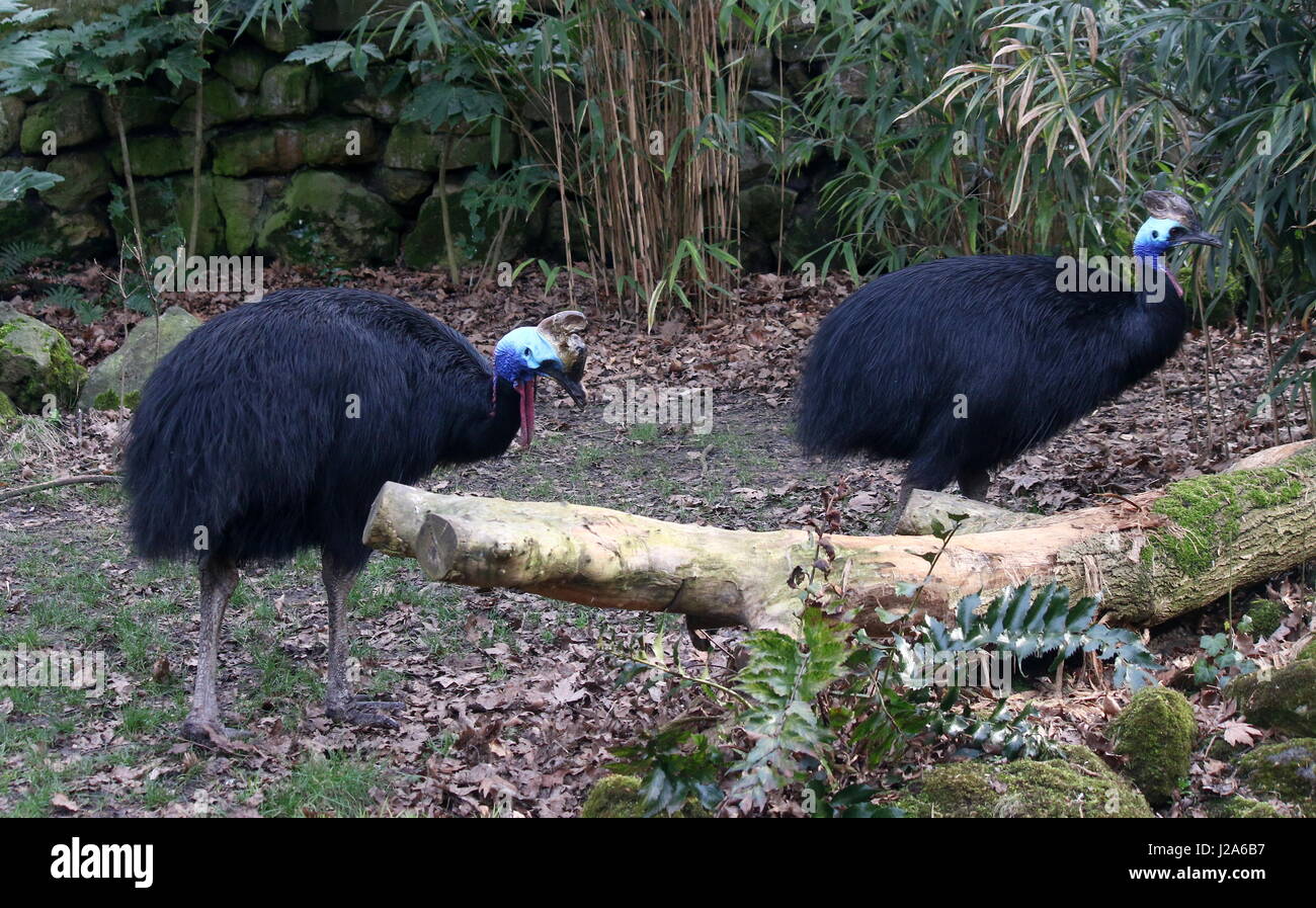 Pair of Australian Southern or double wattled cassowaries (Casuarius casuarius), male chasing a female. Stock Photo