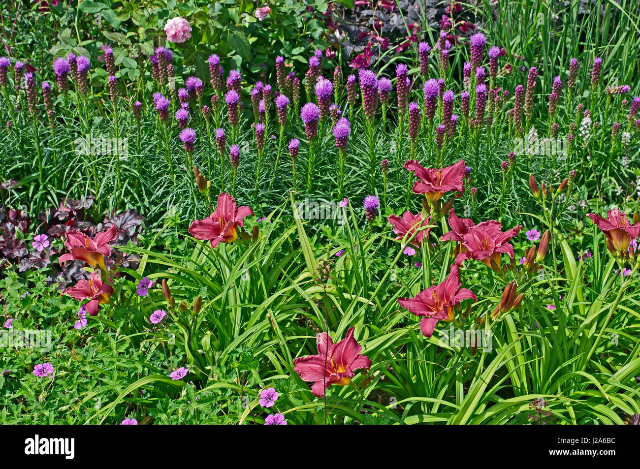 Flower border with daylilies and Liatris spicata 'Kobold' Stock Photo