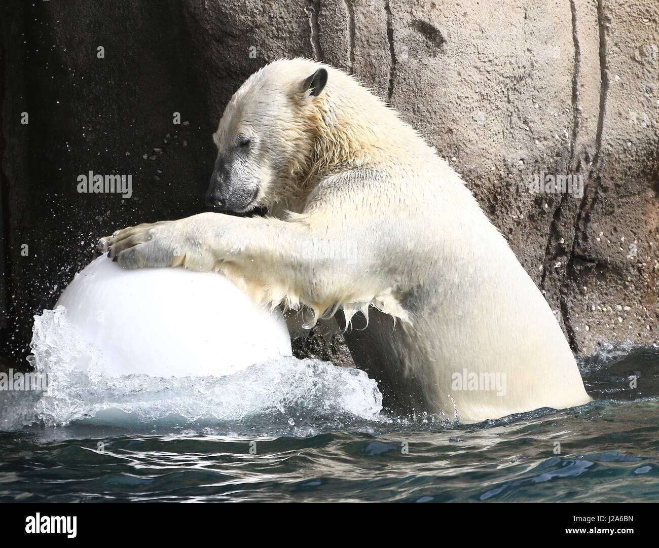 Polar bear (Ursus maritimus) playing with a large plastic ball at Rotterdam Blijdorp Zoo, The Netherlands Stock Photo
