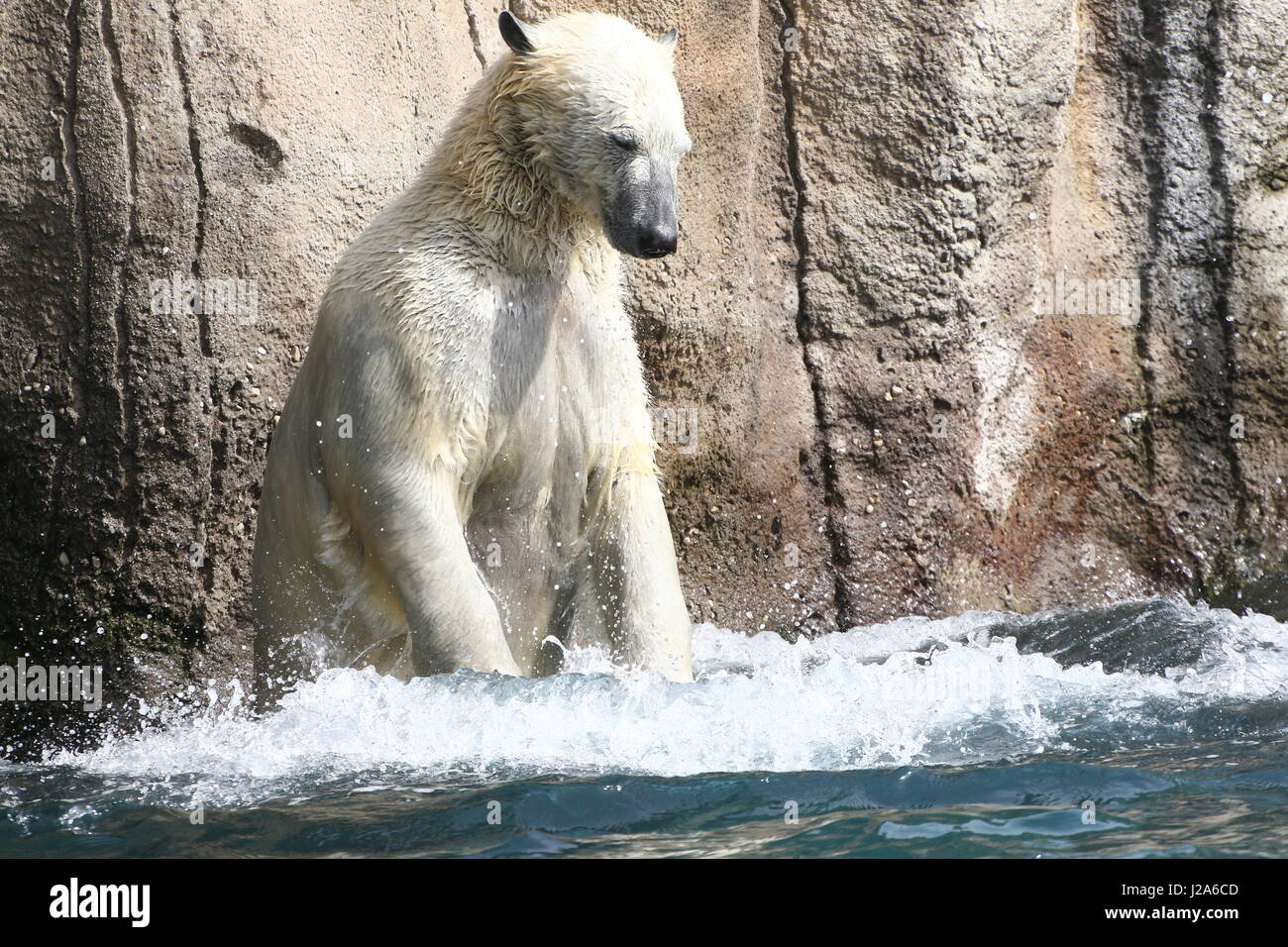 Polar bear (Ursus maritimus) playing with a large plastic ball at Rotterdam Blijdorp Zoo, The Netherlands Stock Photo