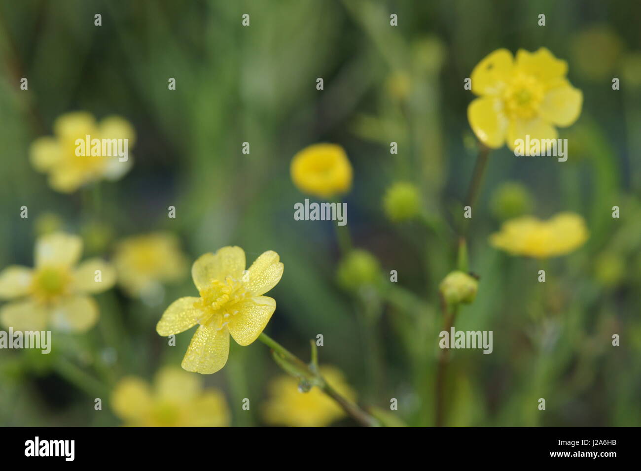 Ranunculus flammula Stock Photo
