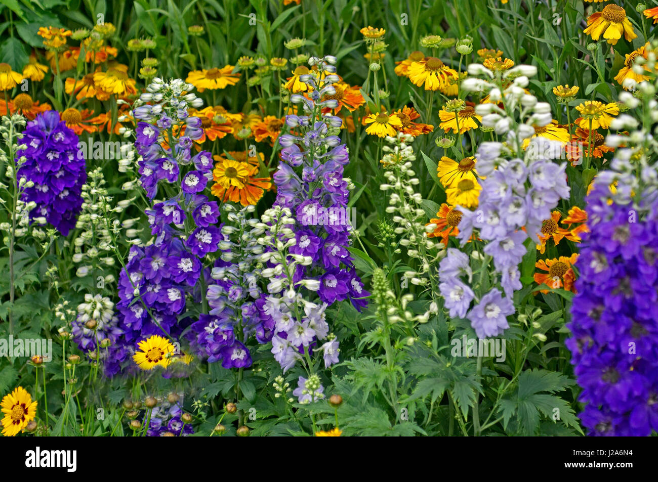 Detail of a colourful border with Delphinium 'Magic Fountain' Stock Photo