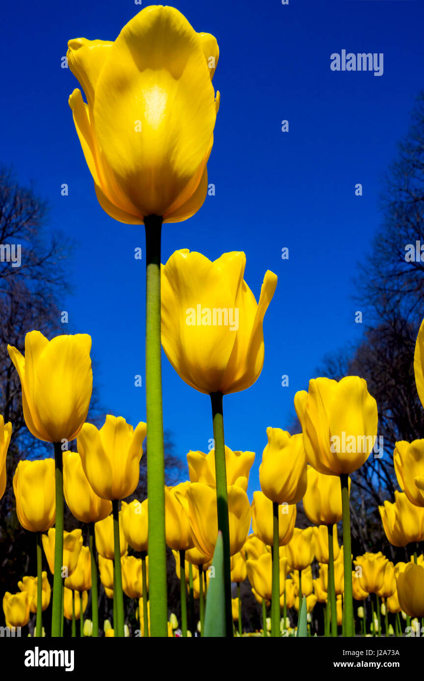 Yellow tulips against the blue sky Stock Photo