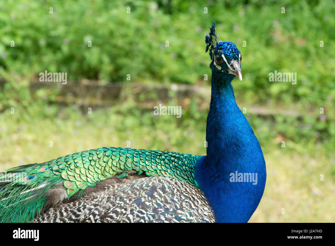 Beautiful young peacock male in the park Stock Photo - Alamy