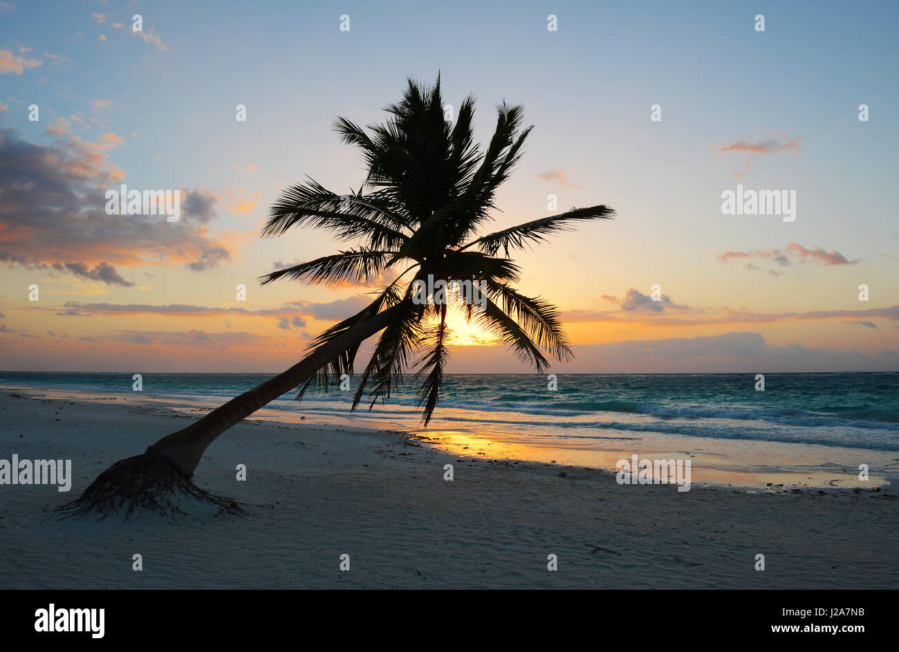 A magic sunrise with the silhouette of a palm tree along the beach of Tulum by the Caribbean sea, Mexico. Stock Photo