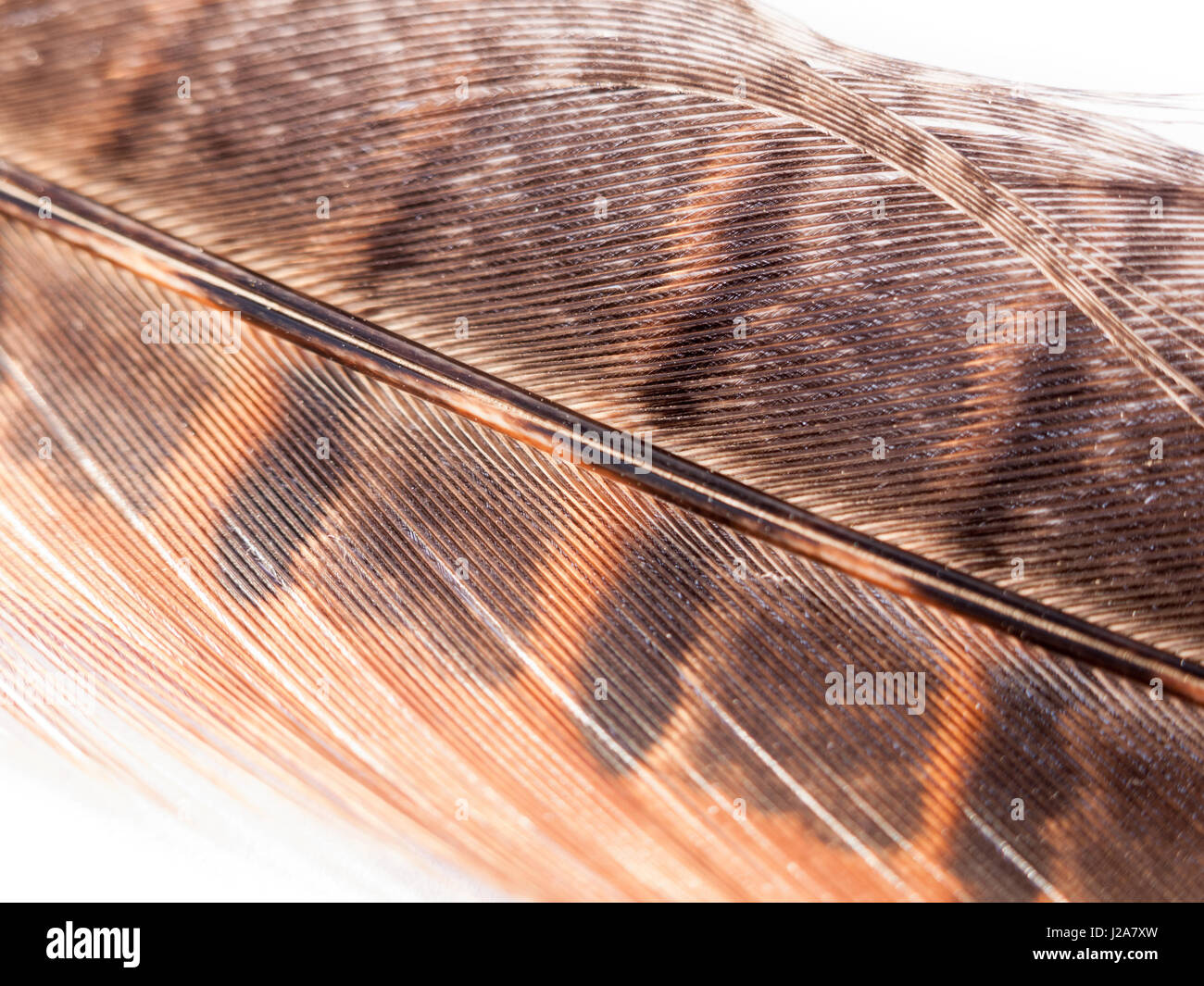 close up of pheasant feather detail and colour on white background in light orange Stock Photo