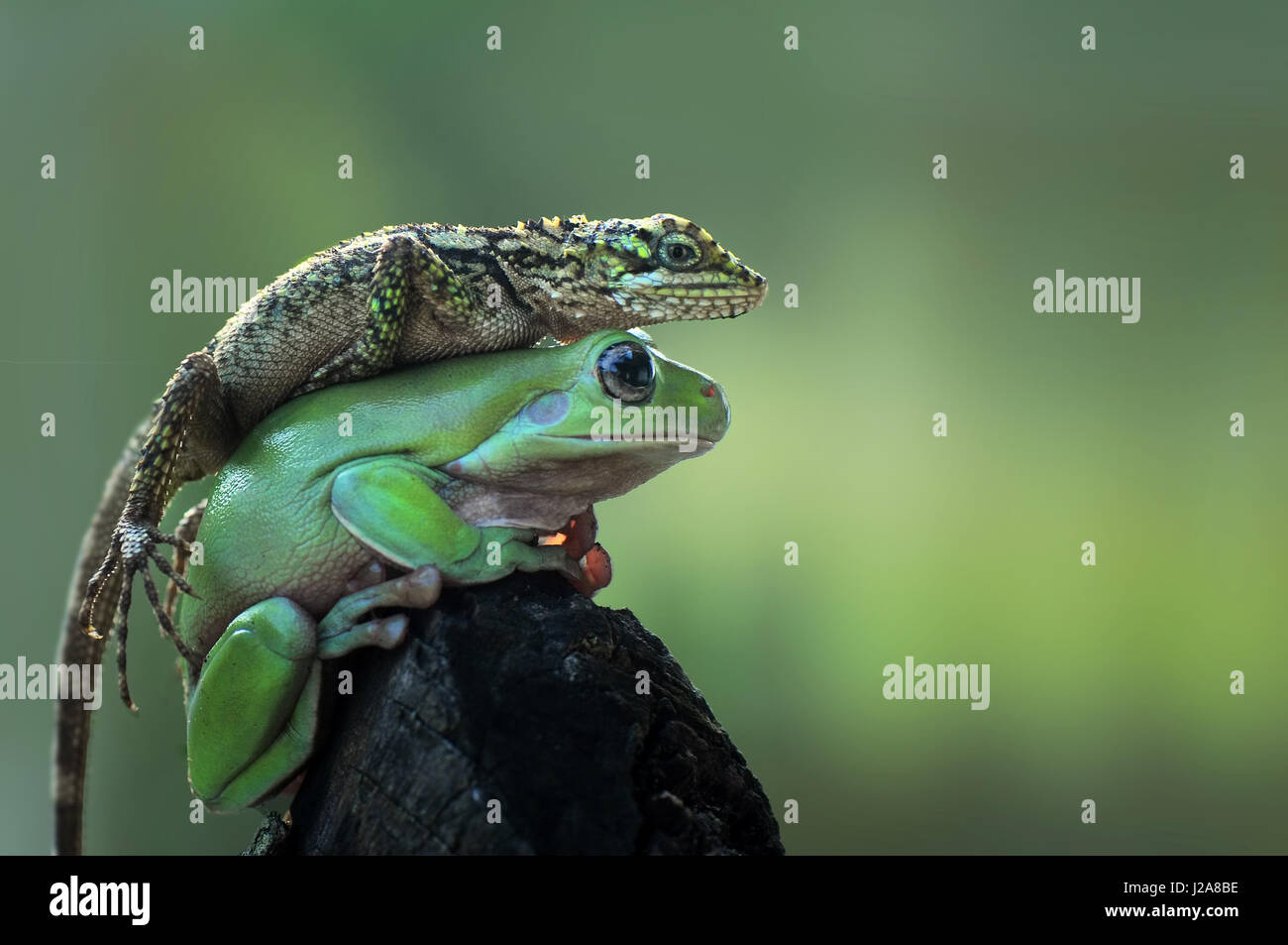 Japalura on Frog Stock Photo