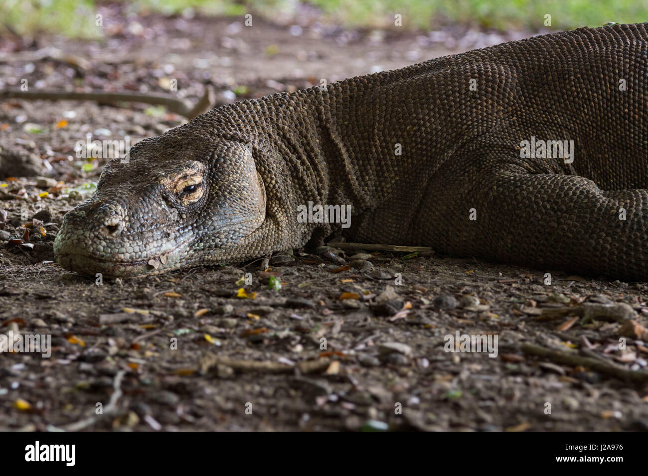A komodo dragon lying in the shade to escape the heat of the day Stock