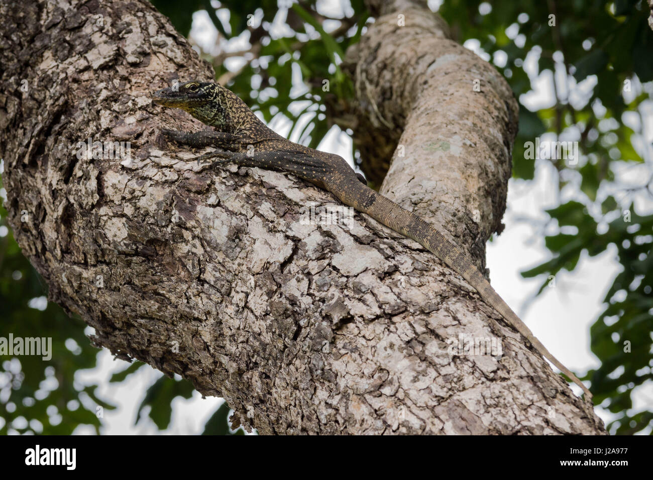 Young Komodo dragons spend the first year (or more) in trees to escape