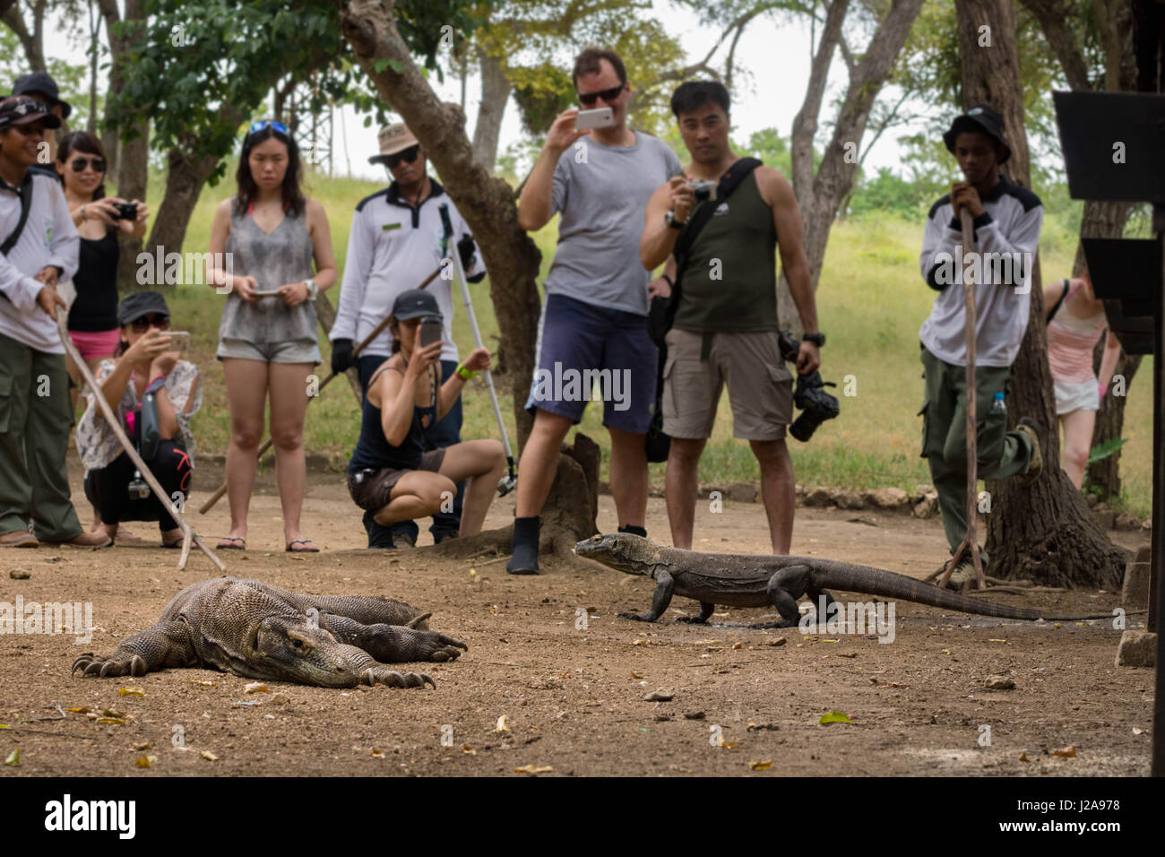 The Komodo dragons on Rinca island aren't particularly interested in the human visitors, and so are easy to photograph. Stock Photo