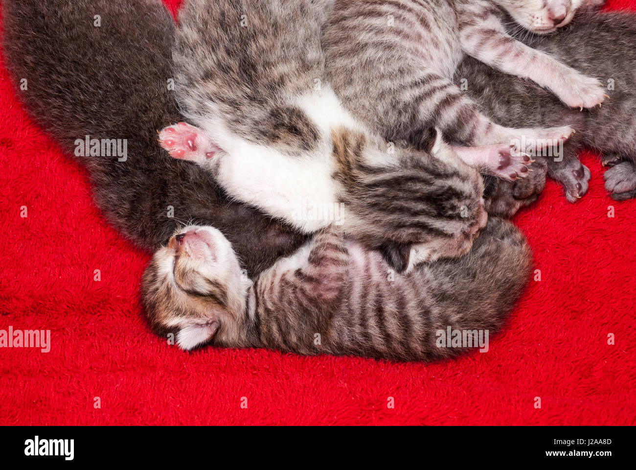 New Born Persian American Shorthair Kitten Stock Photo