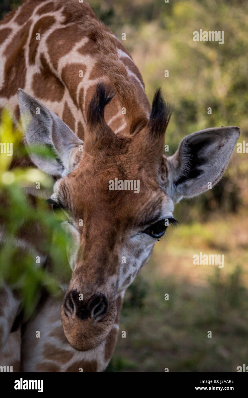 East Africa, Kenya, Nairobi, Langata, Hog Ranch (Large format sizes ...